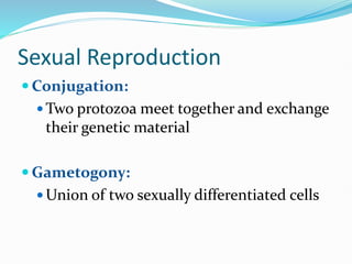 Sexual Reproduction
 Conjugation:
 Two protozoa meet together and exchange
their genetic material
 Gametogony:
 Union of two sexually differentiated cells
 