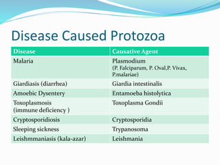 Disease Caused Protozoa
Disease Causative Agent
Malaria Plasmodium
(P. Falciparum, P. Oval,P. Vivax,
P.malariae)
Giardiasis (diarrhea) Giardia intestinalis
Amoebic Dysentery Entamoeba histolytica
Toxoplasmosis
(immune deficiency )
Toxoplasma Gondii
Cryptosporidiosis Cryptosporidia
Sleeping sickness Trypanosoma
Leishmmaniasis (kala-azar) Leishmania
 