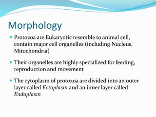 Morphology
 Protozoa are Eukaryotic resemble to animal cell,
contain major cell organelles (including Nucleus,
Mitochondria)
 Their organelles are highly specialized for feeding,
reproduction and movement
 The cytoplasm of protozoa are divided into an outer
layer called Ectoplasm and an inner layer called
Endoplasm
 
