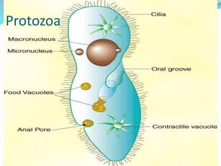 Protozoa
 