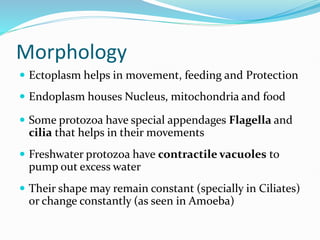 Morphology
 Ectoplasm helps in movement, feeding and Protection
 Endoplasm houses Nucleus, mitochondria and food
 Some protozoa have special appendages Flagella and
cilia that helps in their movements
 Freshwater protozoa have contractile vacuoles to
pump out excess water
 Their shape may remain constant (specially in Ciliates)
or change constantly (as seen in Amoeba)
 