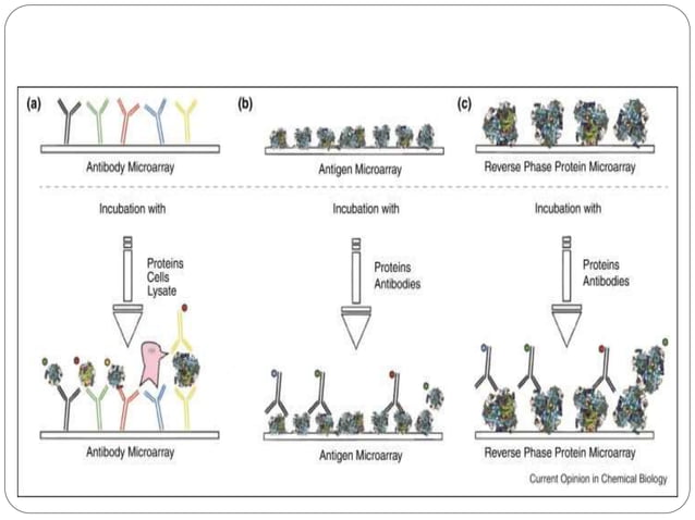 PROTEIN MICROARRAYS | PPTX | Biotech and Biomedical Industry | Industries