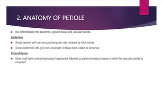 2. ANATOMY OF PETIOLE
 It is differentiated into epidermis, ground tissue and vascular bundle.
Epidermis
 Single layered with narrow quandrangular cells covered by thick cuticle.
 Some epidermal cells give rise uniseriate bicellular hairs called as ramenda
Ground tissue
 It has multi layer sclerenchymatous hypodermis followed by parenchymatous tissue in which the vascular bundle is
empeded.
 
