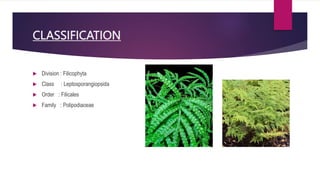 CLASSIFICATION
 Division : Filicophyta
 Class : Leptosporangiopsida
 Order : Filicales
 Family : Polipodiaceae
 