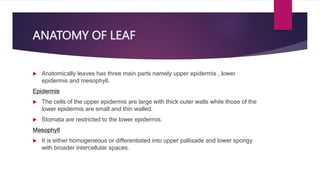 ANATOMY OF LEAF
 Anatomically leaves has three main parts namely upper epidermis , lower
epidermis and mesophyll.
Epidermis
 The cells of the upper epidermis are large with thick outer walls while those of the
lower epidermis are small and thin walled.
 Stomata are restricted to the lower epidermis.
Mesophyll
 It is either homogeneous or differentiated into upper pallisade and lower spongy
with broader intercellular spaces.
 