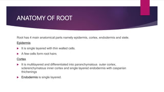 ANATOMY OF ROOT
Root has 4 main anatomical parts namely epidermis, cortex, endodermis and stele.
Epidermis
 It is single layered with thin walled cells.
 A few cells form root hairs
Cortex
 It is multilayered and differentiated into paranchymatous outer cortex,
sclerenchymatous inner cortex and single layered endodermis with casparian
thichenings
 Endodermis is single layered.
 