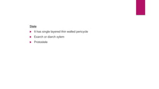 Stele
 It has single layered thin walled pericycle
 Exarch or diarch xylem
 Protostele
 