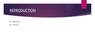 REPRODUCTION
 Vegetative
 Asexual
 