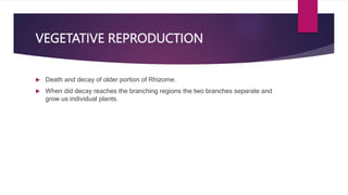 VEGETATIVE REPRODUCTION
 Death and decay of older portion of Rhizome.
 When did decay reaches the branching regions the two branches separate and
grow us individual plants.
 