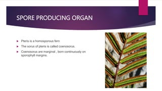 SPORE PRODUCING ORGAN
 Pteris is a homosporous fern
 The sorus of pteris is called coenosorus.
 Coenosorus are marginal , born continuously on
sporophyll margins.
 