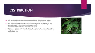DISTRIBUTION
 It is a cosmopolitan fern distributed almost all geographical region.
 It is represented by about 250 species that grown abundantly in the
tropical and sub tropical regions of the world.
 Common species in India : P.vitata , P. cretica L, P.stenophylla wall, P.
wallichiana etc.
 