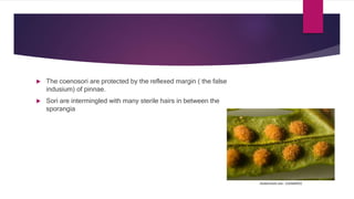  The coenosori are protected by the reflexed margin ( the false
indusium) of pinnae.
 Sori are intermingled with many sterile hairs in between the
sporangia
 