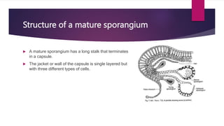 Structure of a mature sporangium
 A mature sporangium has a long stalk that terminates
in a capsule.
 The jacket or wall of the capsule is single layered but
with three different types of cells.
 