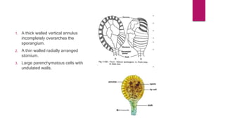 1. A thick walled vertical annulus
incompletely overarches the
sporangium.
2. A thin walled radially arranged
stomium.
3. Large parenchymatous cells with
undulated walls.
 