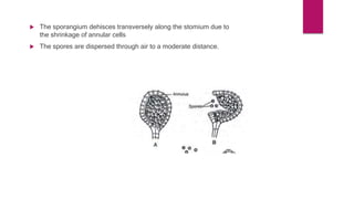  The sporangium dehisces transversely along the stomium due to
the shrinkage of annular cells
 The spores are dispersed through air to a moderate distance.
 