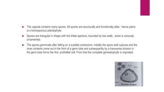  The capsule contains many spores. All spores are structurally and functionally alike ; hence pteris
is a homosporous pteridophyte.
 Spores are triangular in shape with the trilete aperture, bounded by two walls , exine is variously
ornamented.
 The spores germinate after falling on a suitable subtractum. Initially the spore wall ruptures and the
inner contents come out in the form of a germ tube and subsequently by a transverse division in
the germ tube forms the first prothallial cell. From that the complete gameatophyte is orginated.
 