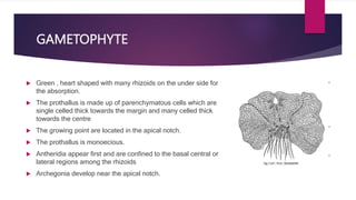 GAMETOPHYTE
 Green , heart shaped with many rhizoids on the under side for
the absorption.
 The prothallus is made up of parenchymatous cells which are
single celled thick towards the margin and many celled thick
towards the centre
 The growing point are located in the apical notch.
 The prothallus is monoecious.
 Antheridia appear first and are confined to the basal central or
lateral regions among the rhizoids
 Archegonia develop near the apical notch.
 