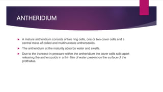 ANTHERIDIUM
 A mature antheridium consists of two ring cells, one or two cover cells and a
central mass of coiled and multinucleate antherozoids.
 The antheridium at the maturity absorbs water and swells.
 Due to the increase in pressure within the antheridium the cover cells split apart
releasing the antherozoids in a thin film of water present on the surface of the
prothallus.
 