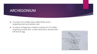 ARCHEGONIUM
 It consists of a swollen base called Venter and a
projecting short and slender neck.
 A mature archegonium of pteris consists of a 5-6 celled
projecting curved neck , a neck canal cell, a ventral canal
cell and an egg.
 
