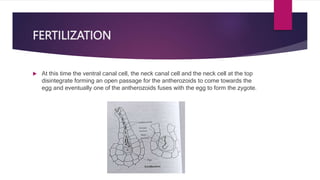 FERTILIZATION
 At this time the ventral canal cell, the neck canal cell and the neck cell at the top
disintegrate forming an open passage for the antherozoids to come towards the
egg and eventually one of the antherozoids fuses with the egg to form the zygote.
 