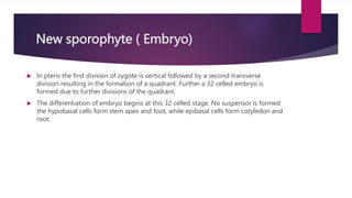 New sporophyte ( Embryo)
 In pteris the first division of zygote is vertical followed by a second transverse
division resulting in the formation of a quadrant. Further a 32 celled embryo is
formed due to further divisions of the quadrant.
 The differentiation of embryo begins at this 32 celled stage. No suspensor is formed
the hypobasal cells form stem apex and foot, while epibasal cells form cotyledon and
root.
 