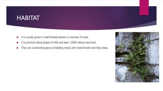 HABITAT
 It is usually grown in well drained places or crevices of rocks.
 It is common along slopes of hills and seen 1200m above sea level.
 They are a terrestrial genus inhabiting shady and moist forests and hilly areas.
 