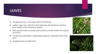LEAVES
 The leaves are borne on the upper surface of the Rhizome.
 Leaflet is rough, has a midrib from which lateral veins with dichotomous branching
arise. Venation is open dichotomous venation.
 When young the leaves are spirally coiled and show circunate vernation that is typical
of true ferns.
 The leaves are unipinnately or multipinnately compound or decompound with a long
rachis.
 Developed leaves are called fronds.
 