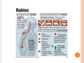 rabies | PPTX