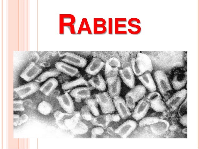 rabies