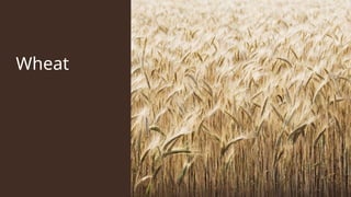 Presentation rabi important tabi crops.pptx