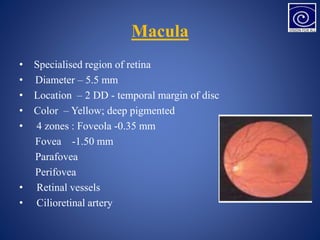 Macula
• Specialised region of retina
• Diameter – 5.5 mm
• Location – 2 DD - temporal margin of disc
• Color – Yellow; deep pigmented
• 4 zones : Foveola -0.35 mm
Fovea -1.50 mm
Parafovea
Perifovea
• Retinal vessels
• Cilioretinal artery
 