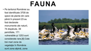 FAUNA
• Pe teritoriul României au
fost identificate 3700 de
specii de plante din care
până în prezent 23 au
fost declarate
monumente ale naturii,
74 dispărute, 39
periclitate, 171
vulnerabile şi 1253 sunt
considerate rare.[6] Cele
trei mari zone de
vegetaţie în România
sunt zona alpină, zona
 