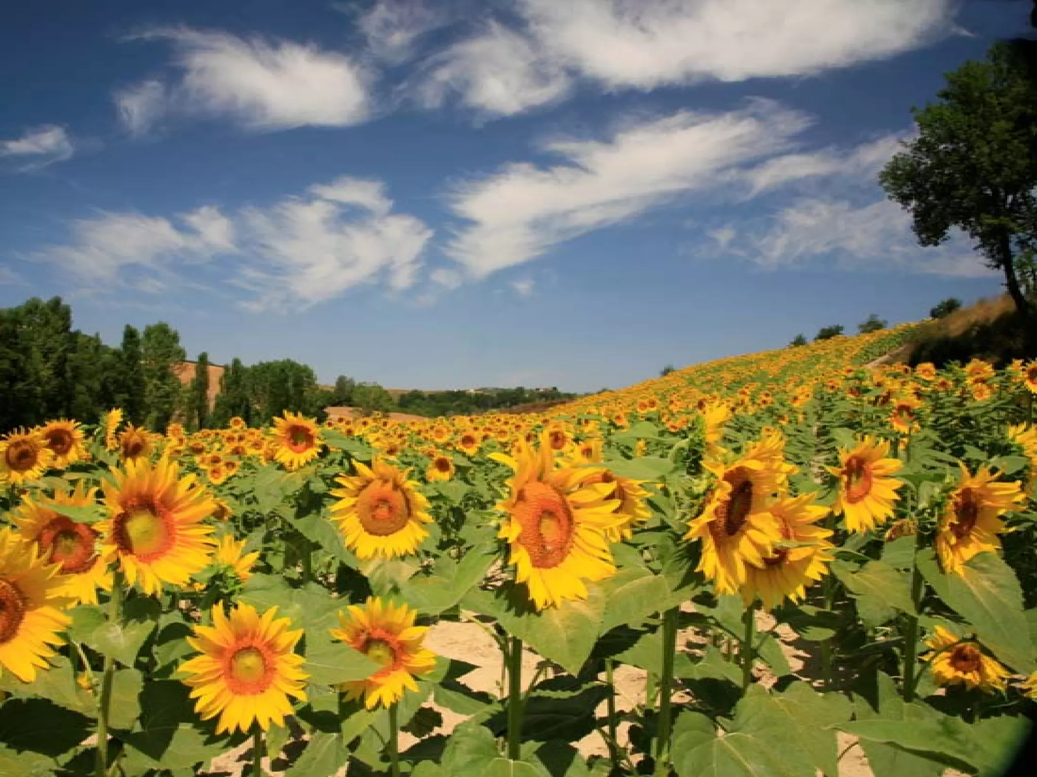 Presentation of Foundation to Rotary Club