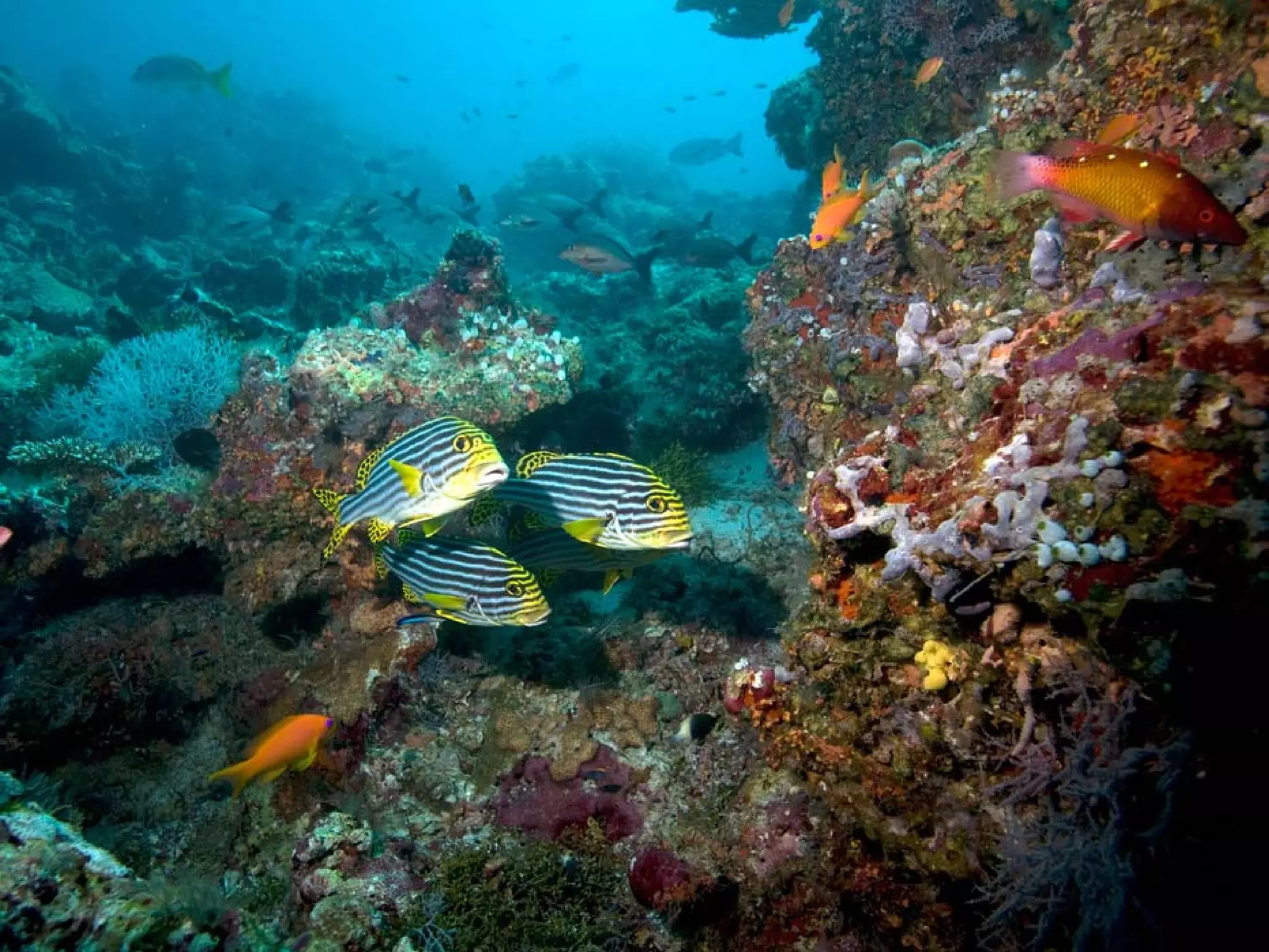 Presentation of Foundation to Rotary Club