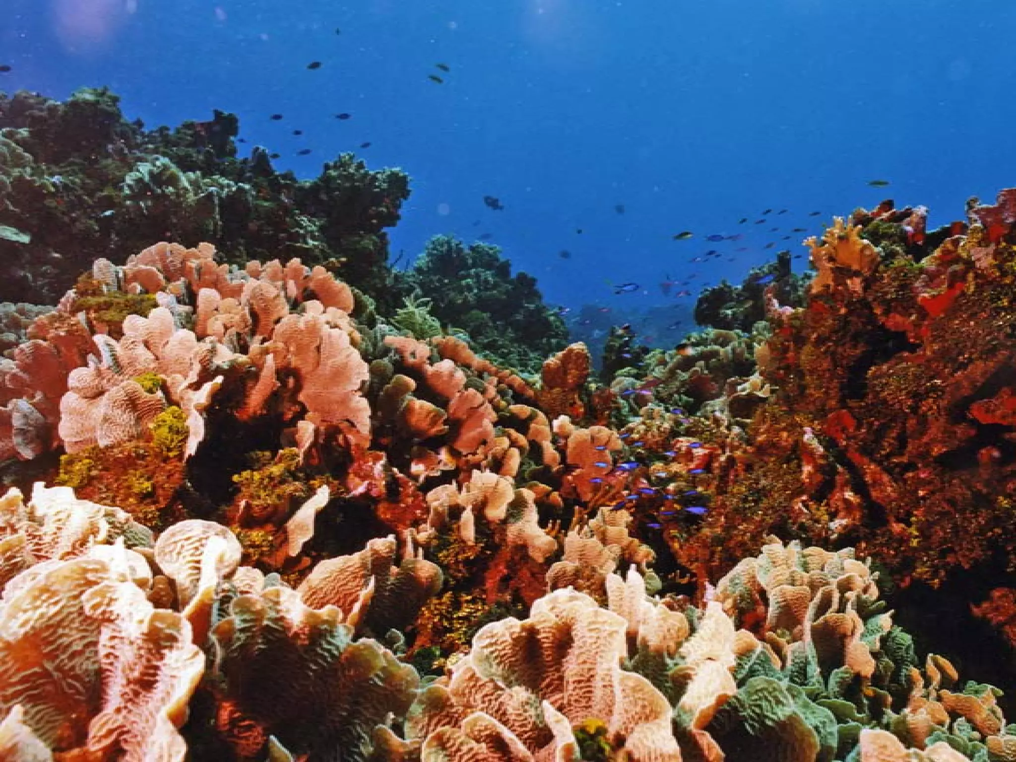 Presentation of Foundation to Rotary Club