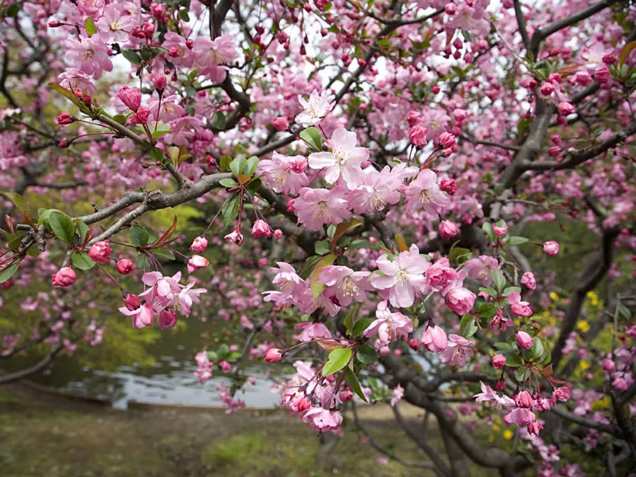 Presentation of Foundation to Rotary Club