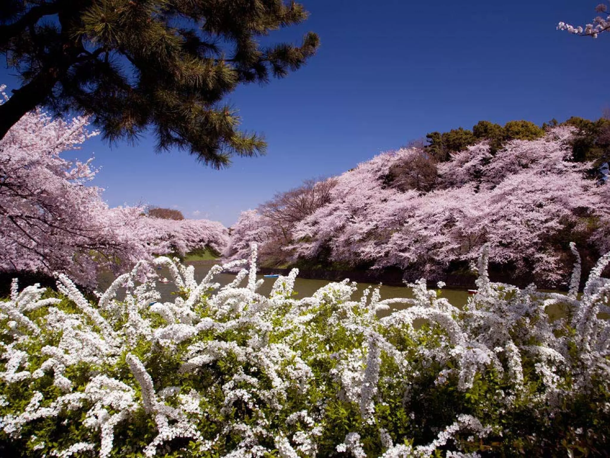 Presentation of Foundation to Rotary Club