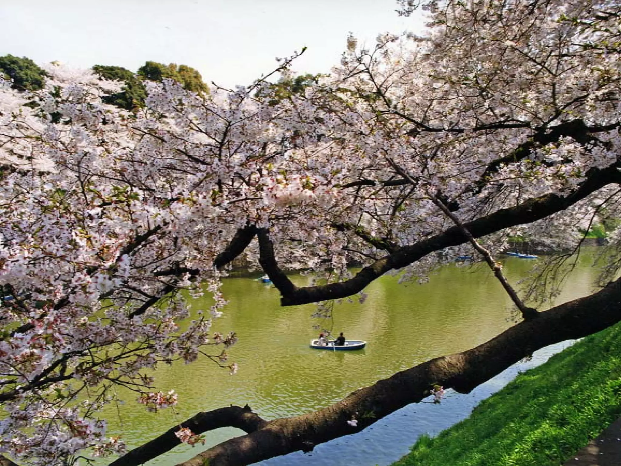 Presentation of Foundation to Rotary Club