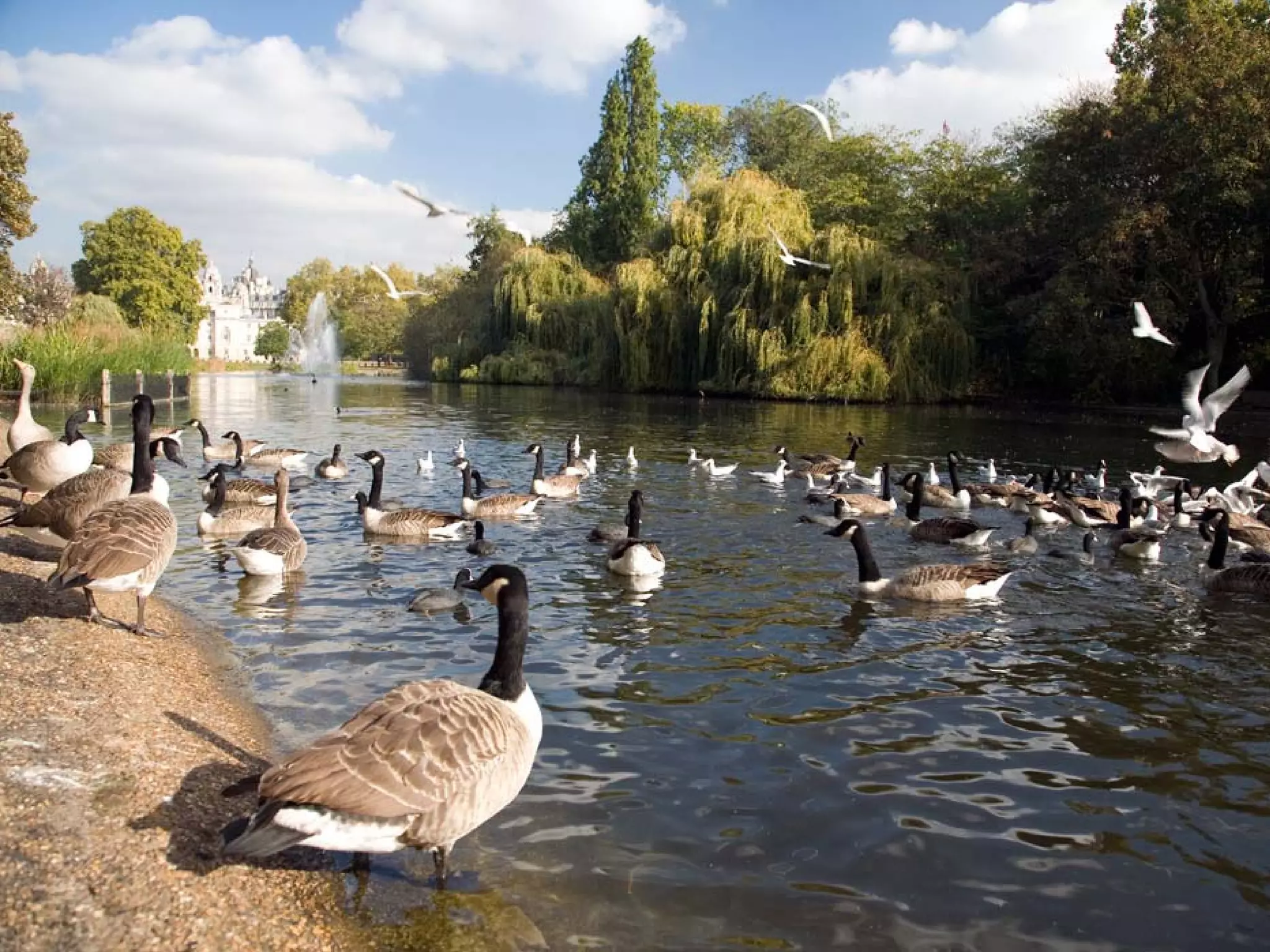 Presentation of Foundation to Rotary Club