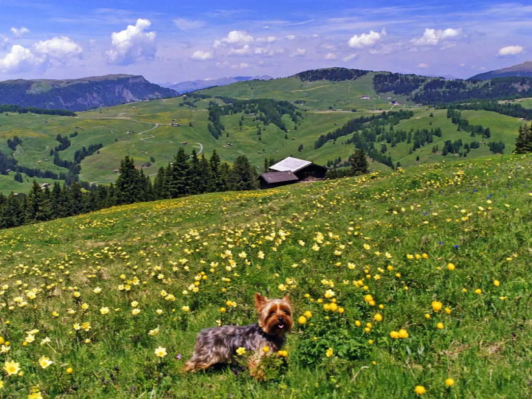 Presentation of Foundation to Rotary Club