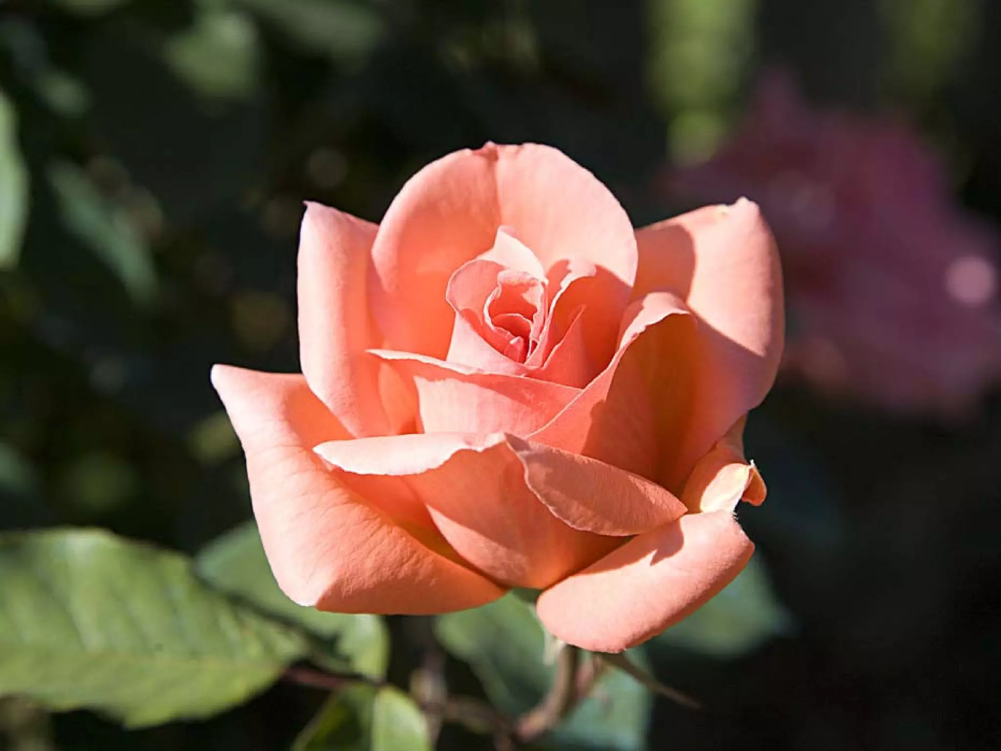 Presentation of Foundation to Rotary Club