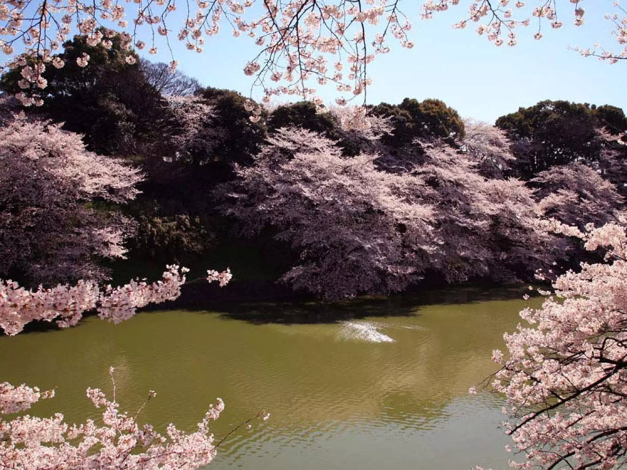 Presentation of Foundation to Rotary Club