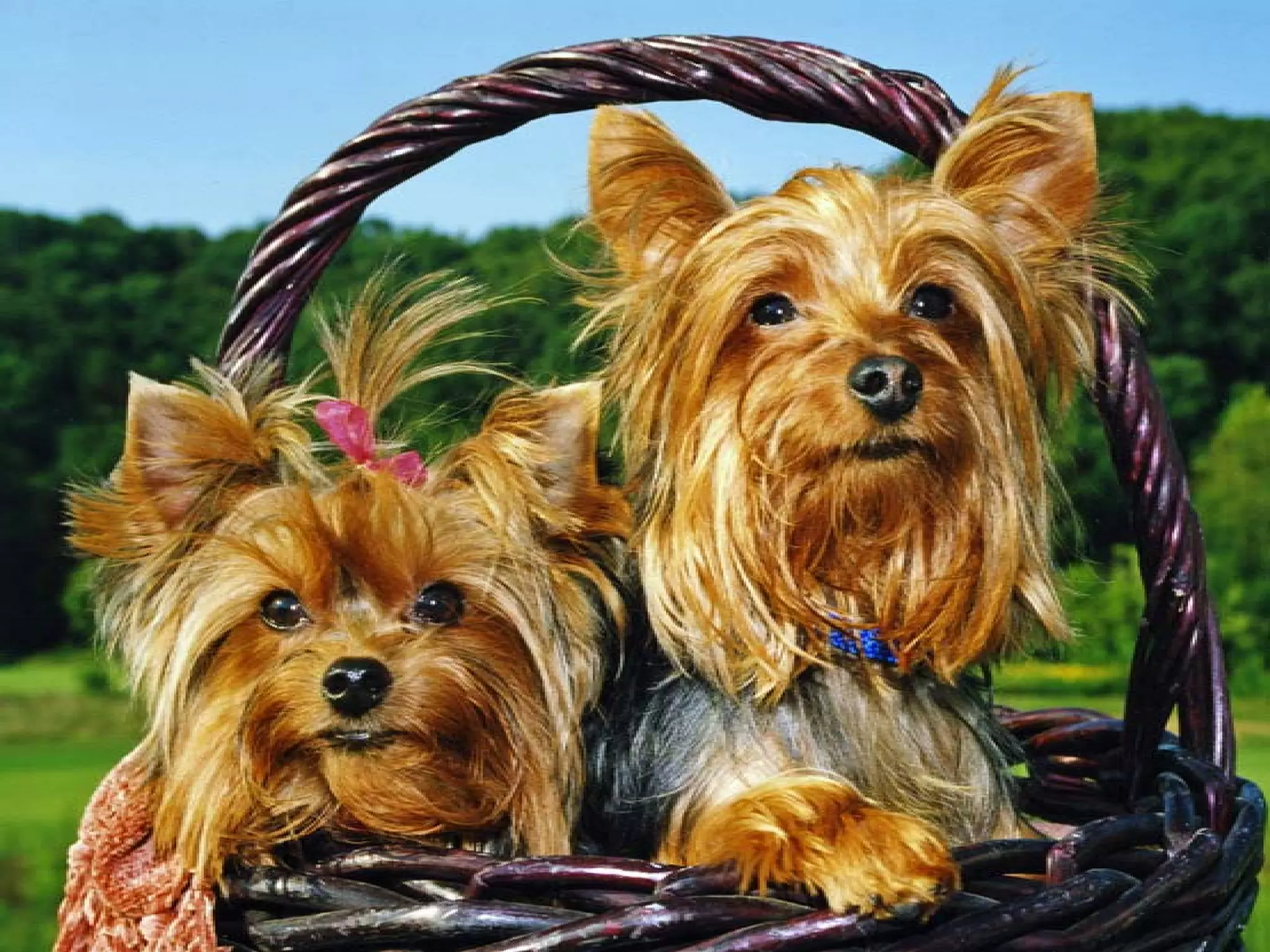 Presentation of Foundation to Rotary Club