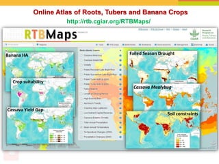 Online Atlas of Roots, Tubers and Banana Crops