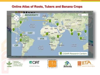 Online Atlas of Roots, Tubers and Banana Crops