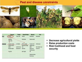 Online Atlas of Roots, Tubers and Banana Crops