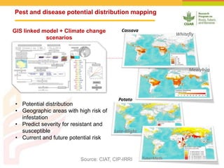 Online Atlas of Roots, Tubers and Banana Crops