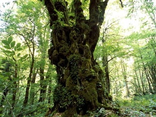 Russia - The Country