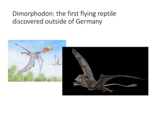 Dimorphodon: the first flying reptile
discovered outside of Germany
 