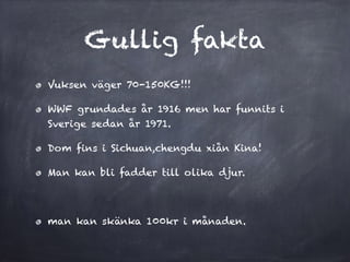 Gullig fakta
Vuksen v?ger 70-150KG!!!
WWF grundades ?r 1916 men har funnits i
Sverige sedan ?r 1971.
Dom fins i Sichuan,chengdu xi?n Kina!
Man kan bli fadder till olika djur.
man kan sk?nka 100kr i m?naden.
 